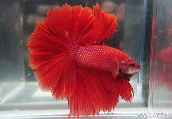 什么斗鱼和孔雀鱼可以一起养,孔雀鱼和斗鱼可以混养嘛