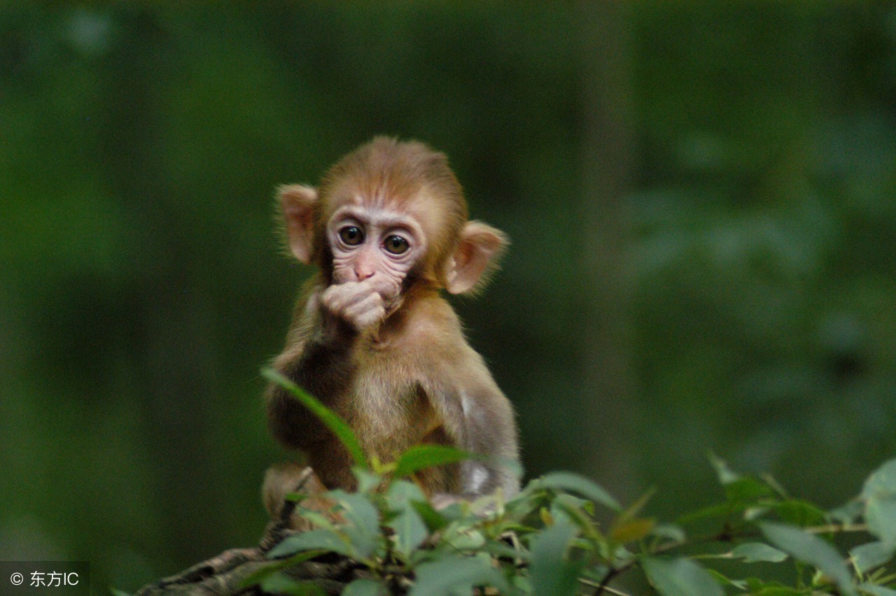 5月大金猴,5月份大金猴