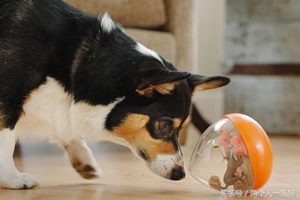 宠物在家搞破坏,狗狗在家搞破坏的视频