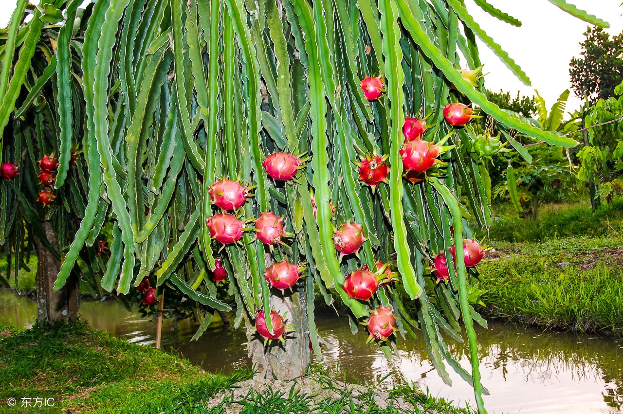 18款消除便秘的饮食食谱,改善小孩便秘食谱