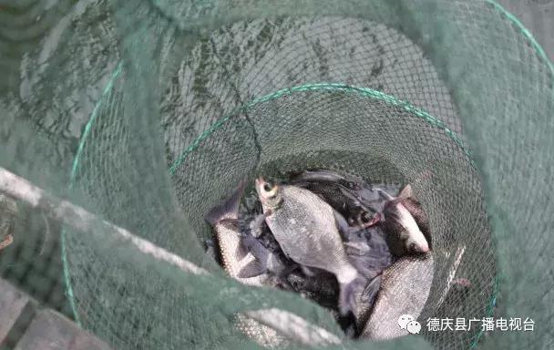 禁渔期还有钓鱼的吗,禁渔之后鱼多了吗