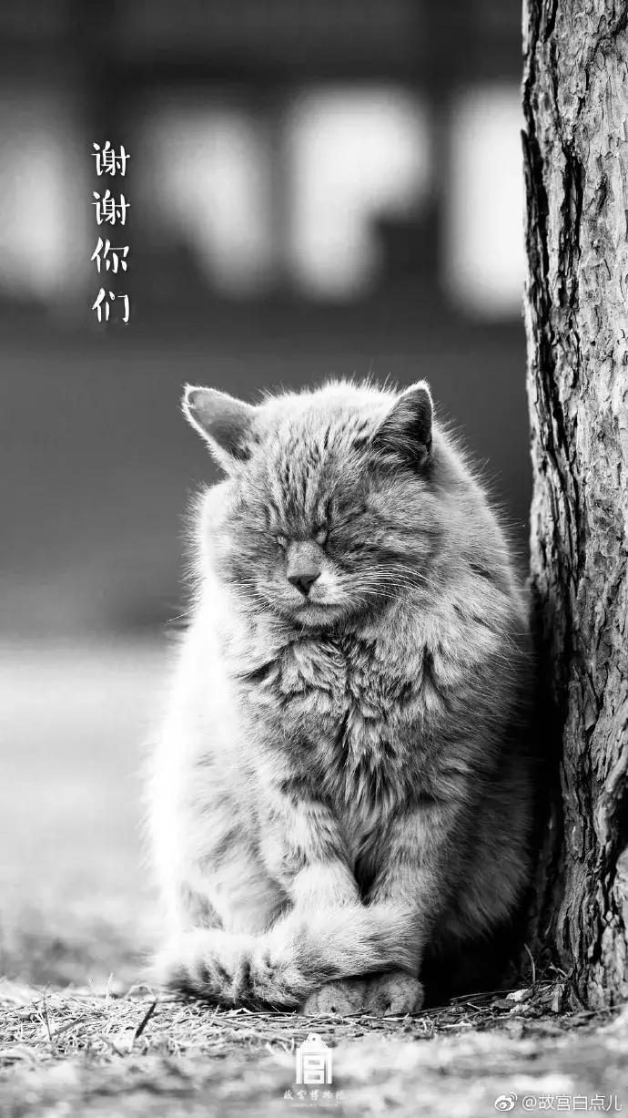 故宫的猫去世了吗,故宫的猫怎么去世的