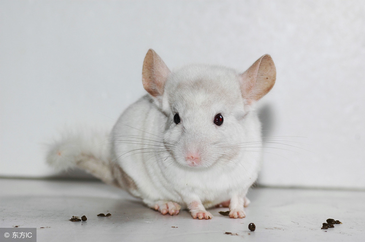 大叔小宠讲堂,大叔小宠现场答疑