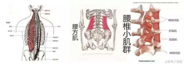 马塞洛腰伤怪俄罗斯的床？3个动作1套操，骨科医生教您缓解腰疼