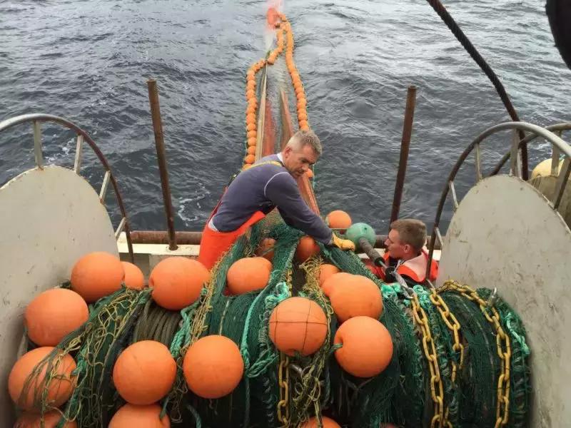 所有青岛人，来自冰岛的刺参金梦贝到货了，快吃点好海参吧！