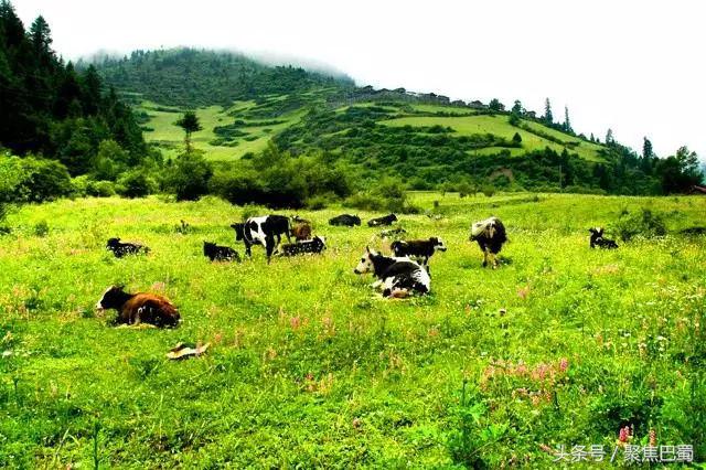 从成都出发最近的草原,成都出发4小时雪山花海