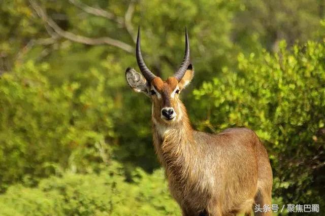 从成都出发最近的草原,成都出发4小时雪山花海