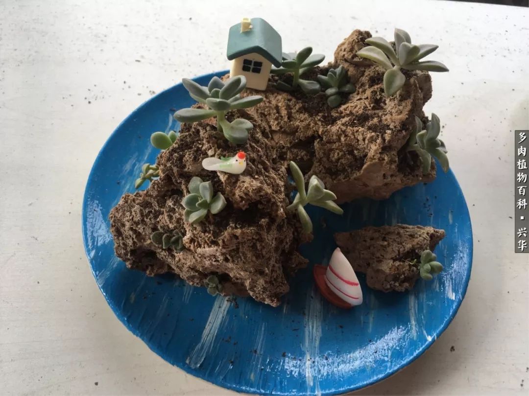 上水石假山造景庭院,上水石假山养的植物