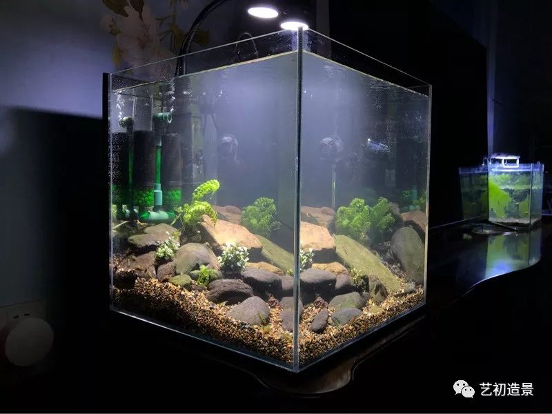 虾虎缸造景要什么过滤器,虾虎缸用什么石头造景好