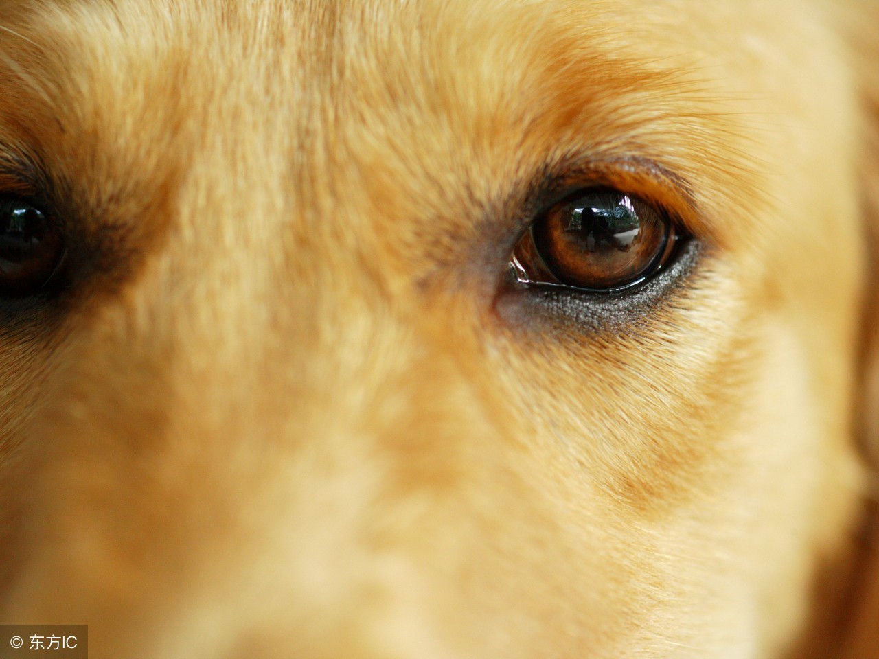 狗养殖场怎样预防疾病,狗常吃点啥药可以预防疾病发生