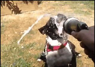 波士顿梗和法斗的串串,波士顿梗犬和法斗哪个好