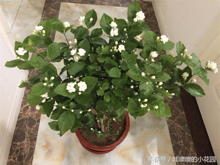 茉莉叶片发蔫卷曲怎么回事,茉莉新长的叶片卷边怎么办