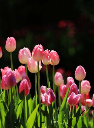 「诗词原创」褚乃艳｜莫道君心无所住红尘洗却看沉浮