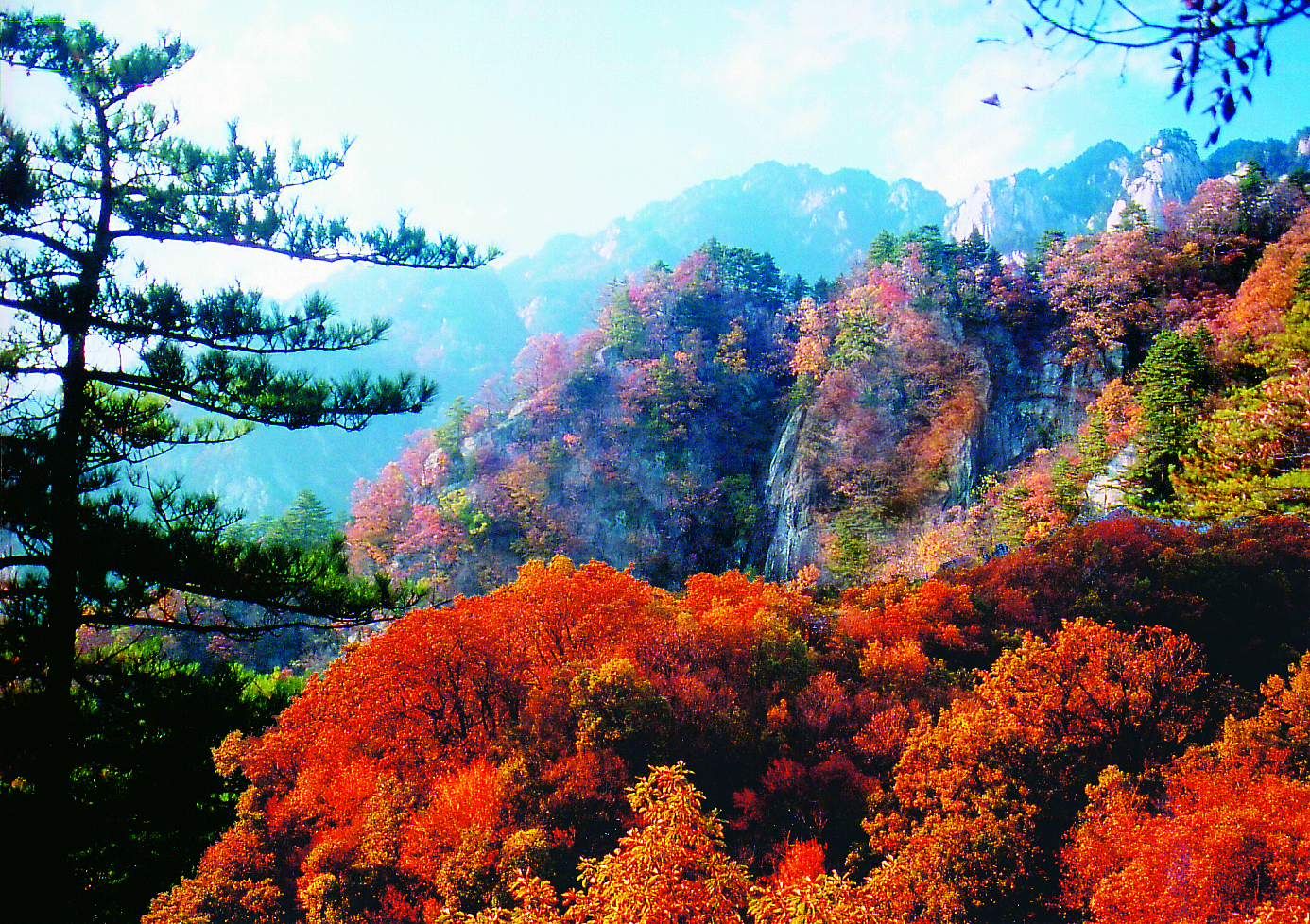 白云山森林氧吧图片,栾川白云山森林氧吧