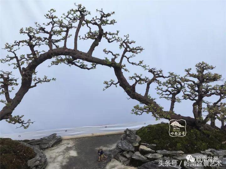 地瓜榕盆景的修剪技巧,金豆盆景修剪视频大全