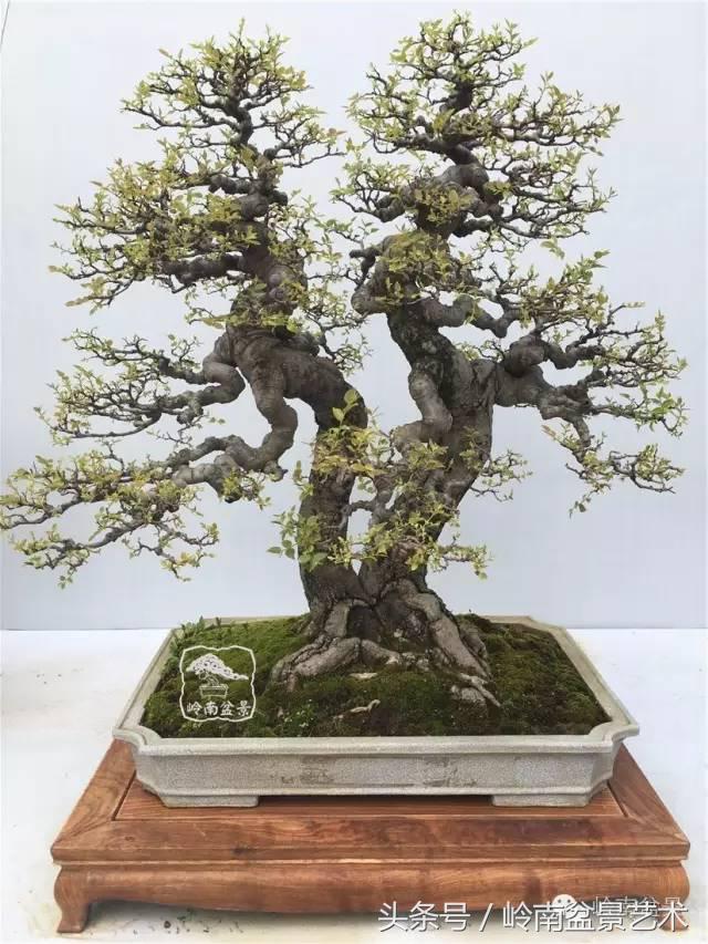 地瓜榕盆景的修剪技巧,金豆盆景修剪视频大全