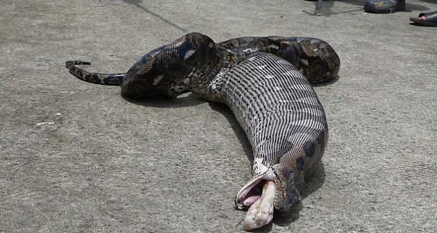 巨蟒进食巨猫,巨型蟒蛇与猫