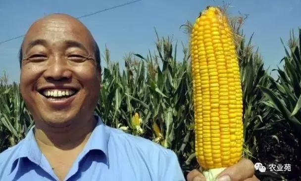 玉米长叉需要掰掉吗,玉米长叉子什么时间掰掉最好