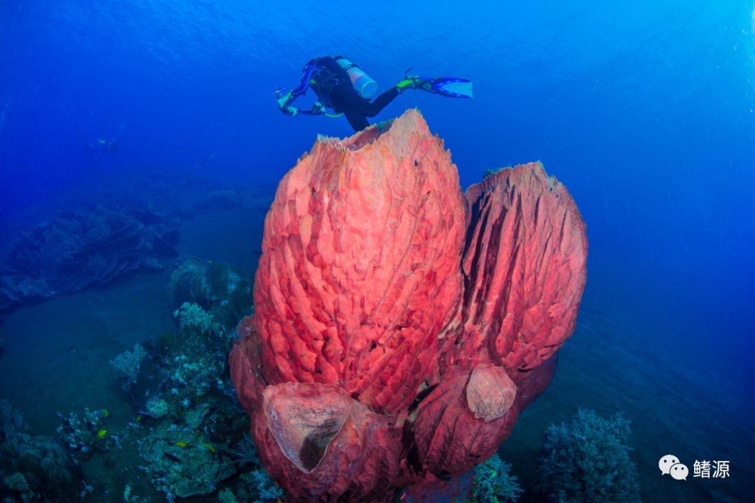 FIFISH全球极境实拍之旅｜走近印尼野性海蛇岛