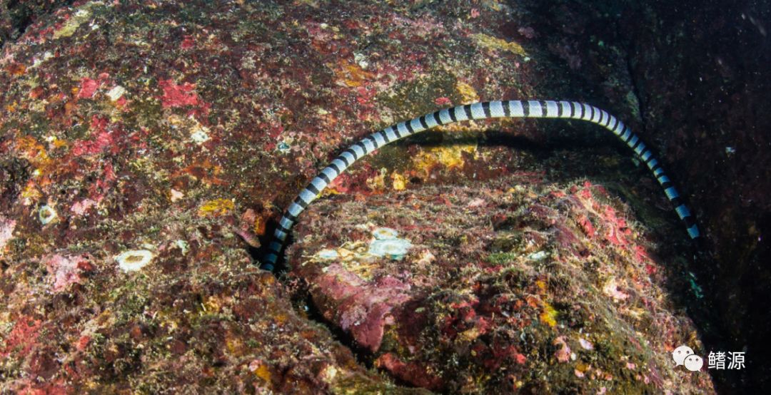 FIFISH全球极境实拍之旅｜走近印尼野性海蛇岛