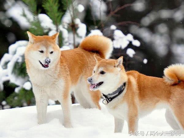 柴犬是日本土狗为什么柴犬这么贵,为什么日本土狗在中国地位比较高