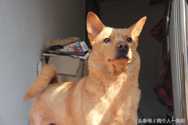 柴犬是日本土狗为什么柴犬这么贵,为什么日本土狗在中国地位比较高