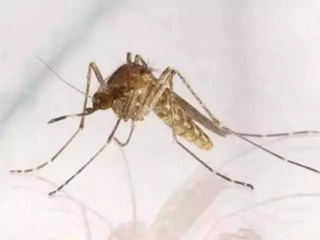 如何预防蚊子最有效方法,预防蚊子咬的小妙招