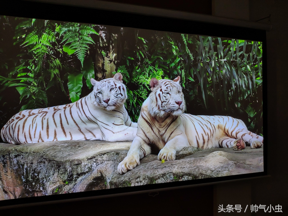 小米投影仪大于2000流明度,小米投影仪1000流明