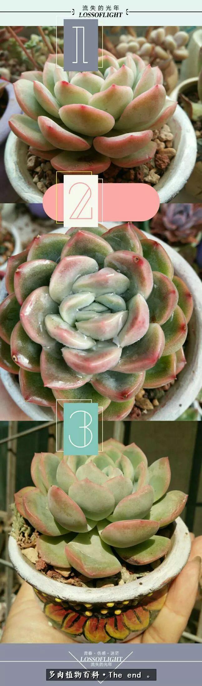 宝宝养多肉,养多肉宝妈