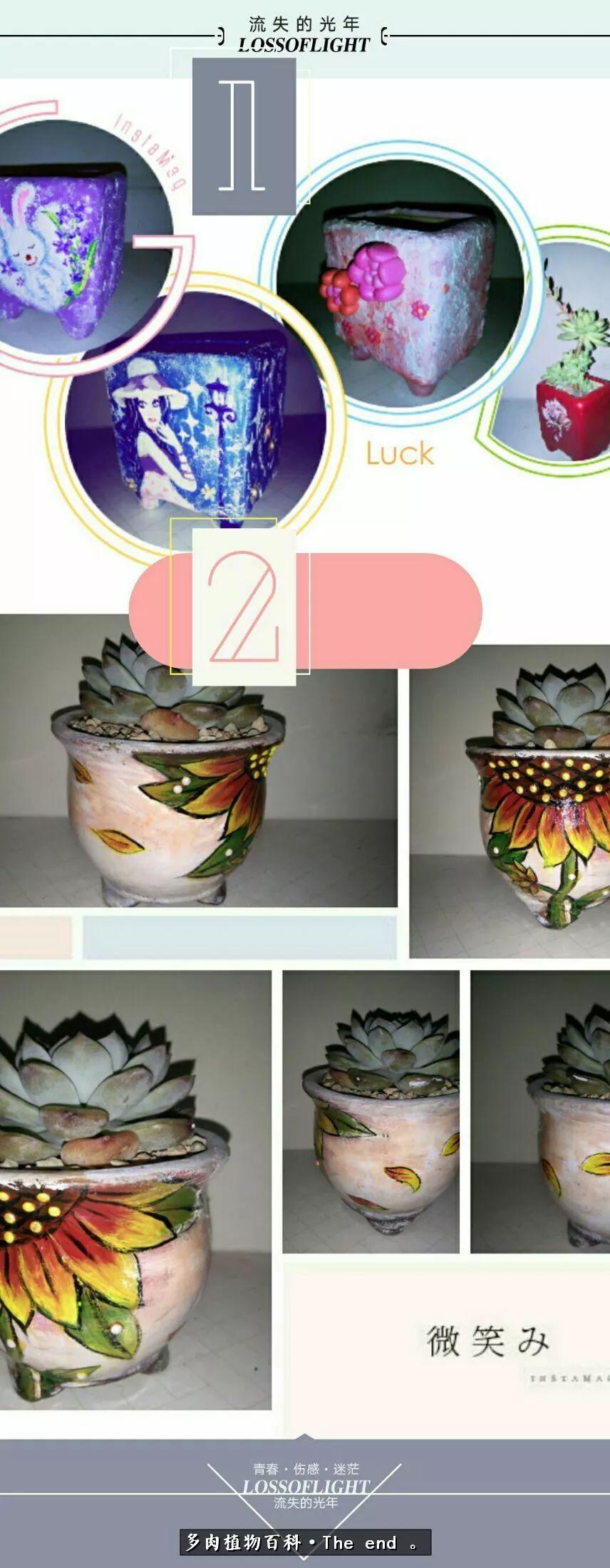 宝宝养多肉,养多肉宝妈