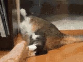 倪妮林允近况如何,倪妮和林允