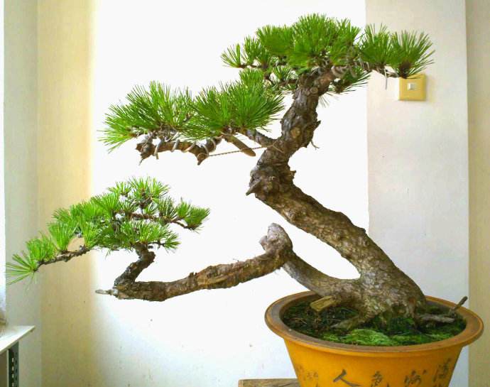 黑松丛林多杆盆景造型,肖建伟黑松盆景制作造型