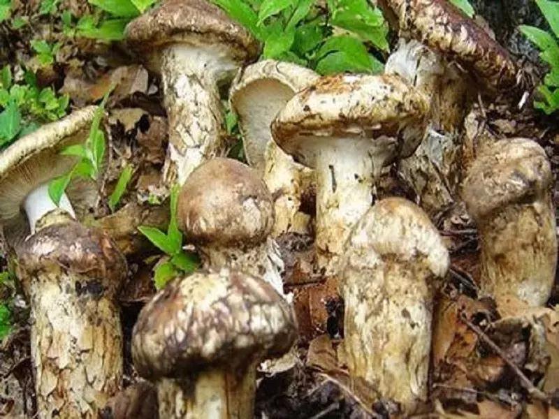 松茸有那么贵吗,为什么松茸鲜有的贵有的便宜