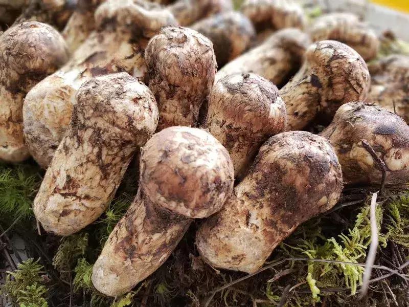 松茸有那么贵吗,为什么松茸鲜有的贵有的便宜