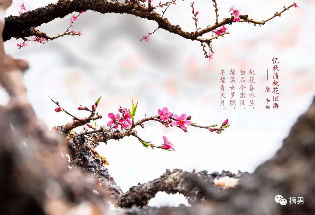 又脆又甜连平鹰嘴桃,连平正宗鹰嘴桃