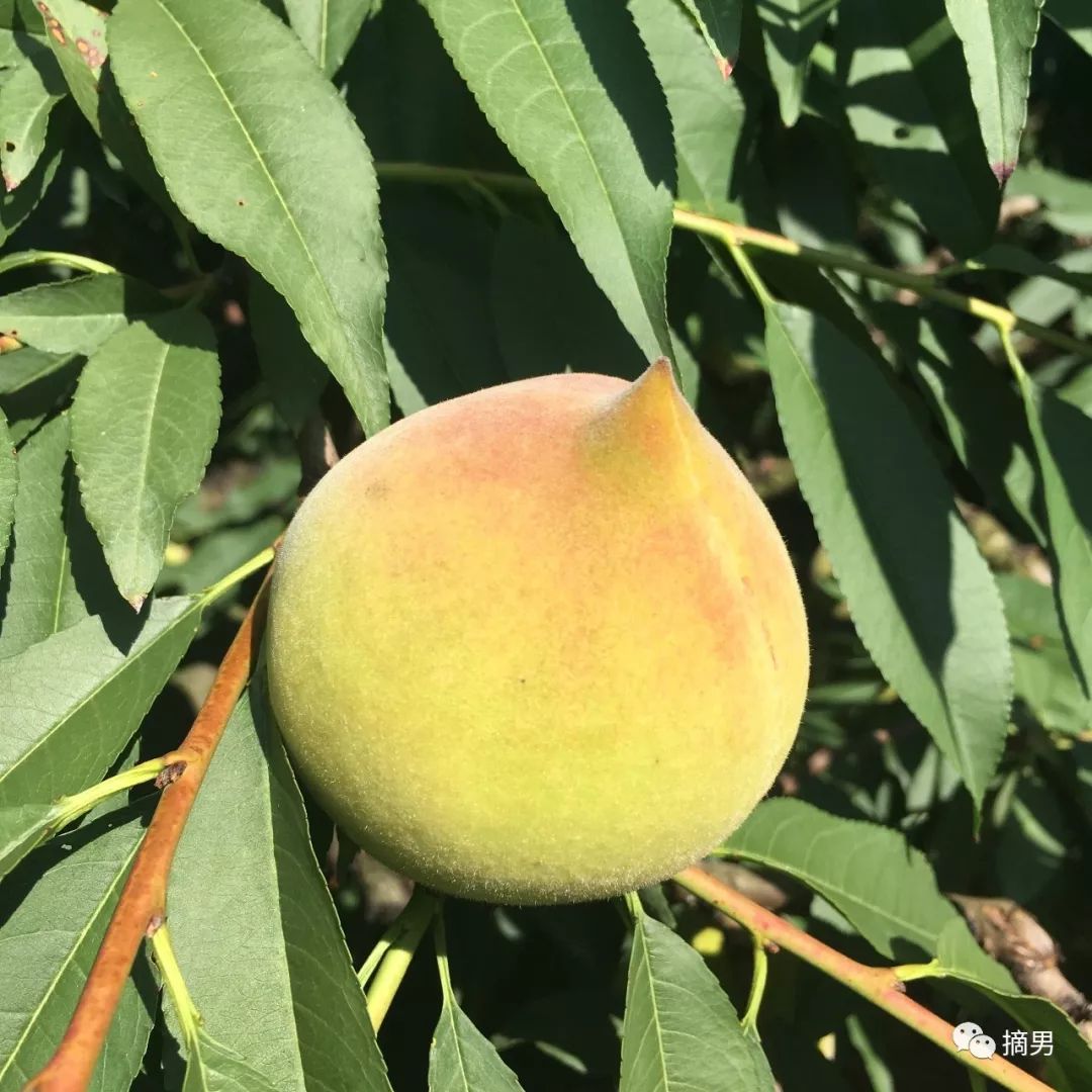 又脆又甜连平鹰嘴桃,连平正宗鹰嘴桃