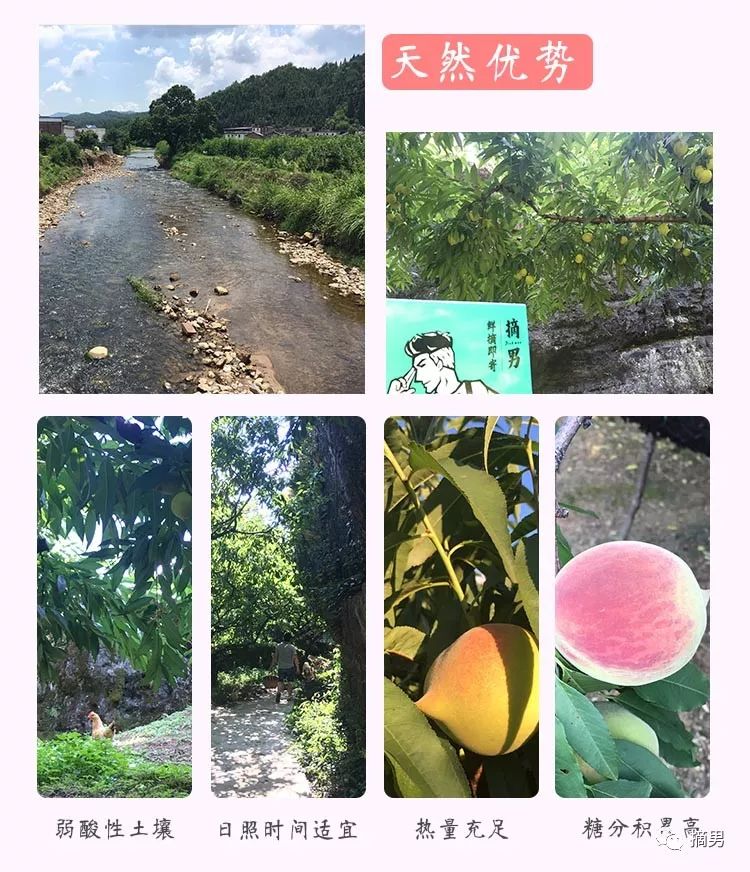 又脆又甜连平鹰嘴桃,连平正宗鹰嘴桃