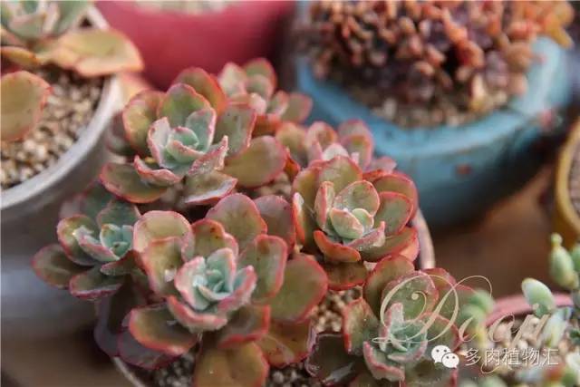 多肉黄叶、烂叶、霉根不知道该怎么办？现在看还来得及！