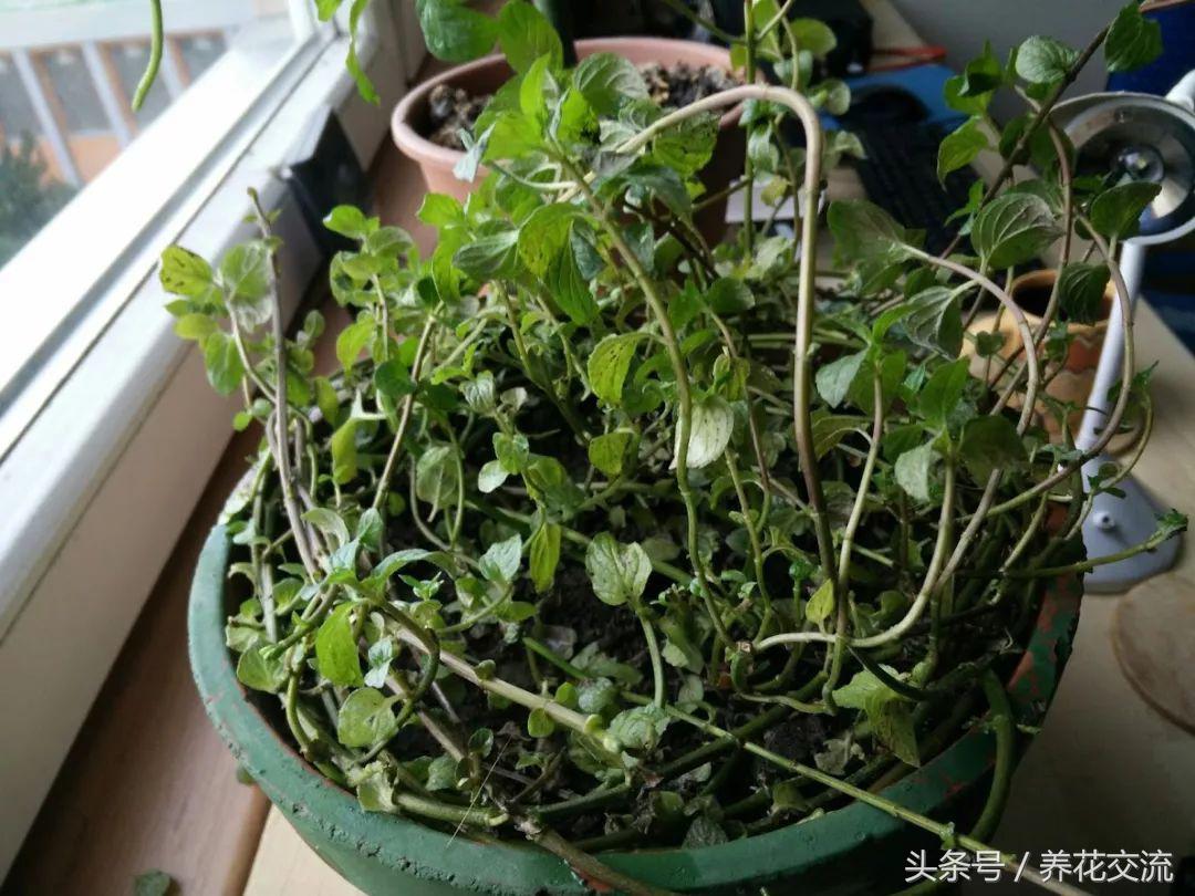 养薄荷能驱小飞虫吗,养薄荷可以防老鼠吗