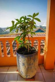 吃完的芒果核不要扔,吃完了芒果核怎么种芒果树