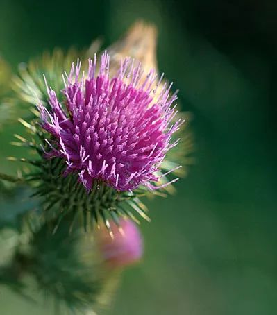 「百草园」那些“悬壶济世”的植物（六十四）蓟