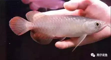 2008年龙鱼价格,年龙鱼