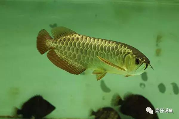 2008年龙鱼价格,年龙鱼