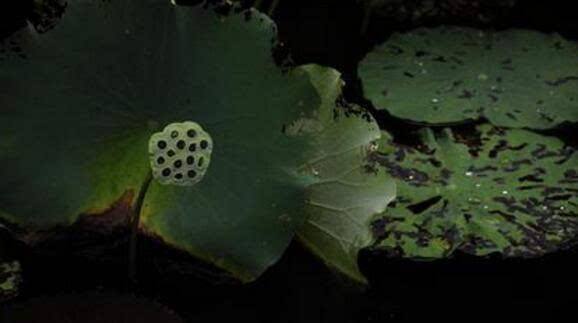 一江烟水照晴岚小说免费读,楚留香里面的一江烟水照晴岚