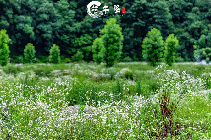 石台牯牛降风景区攻略一日游图片,安徽牯牛降风景区自驾游攻略图