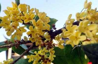 桂花树移栽后生长缓慢怎么办,桂花树移栽几年了长势不好怎么办