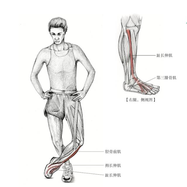 避免踝关节扭伤的最好方法,防止脚踝扭伤的小妙招