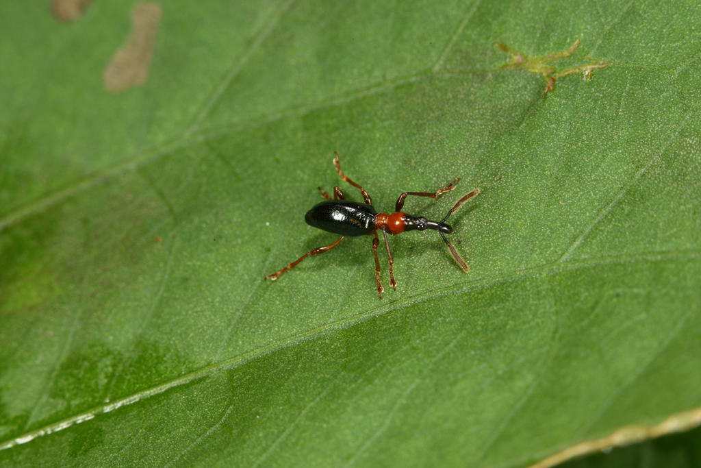 甘薯蚁象有没有毒,甘薯蚁象是竹笋虫吗