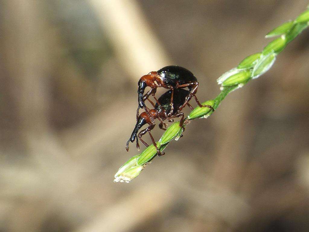 甘薯蚁象有没有毒,甘薯蚁象是竹笋虫吗
