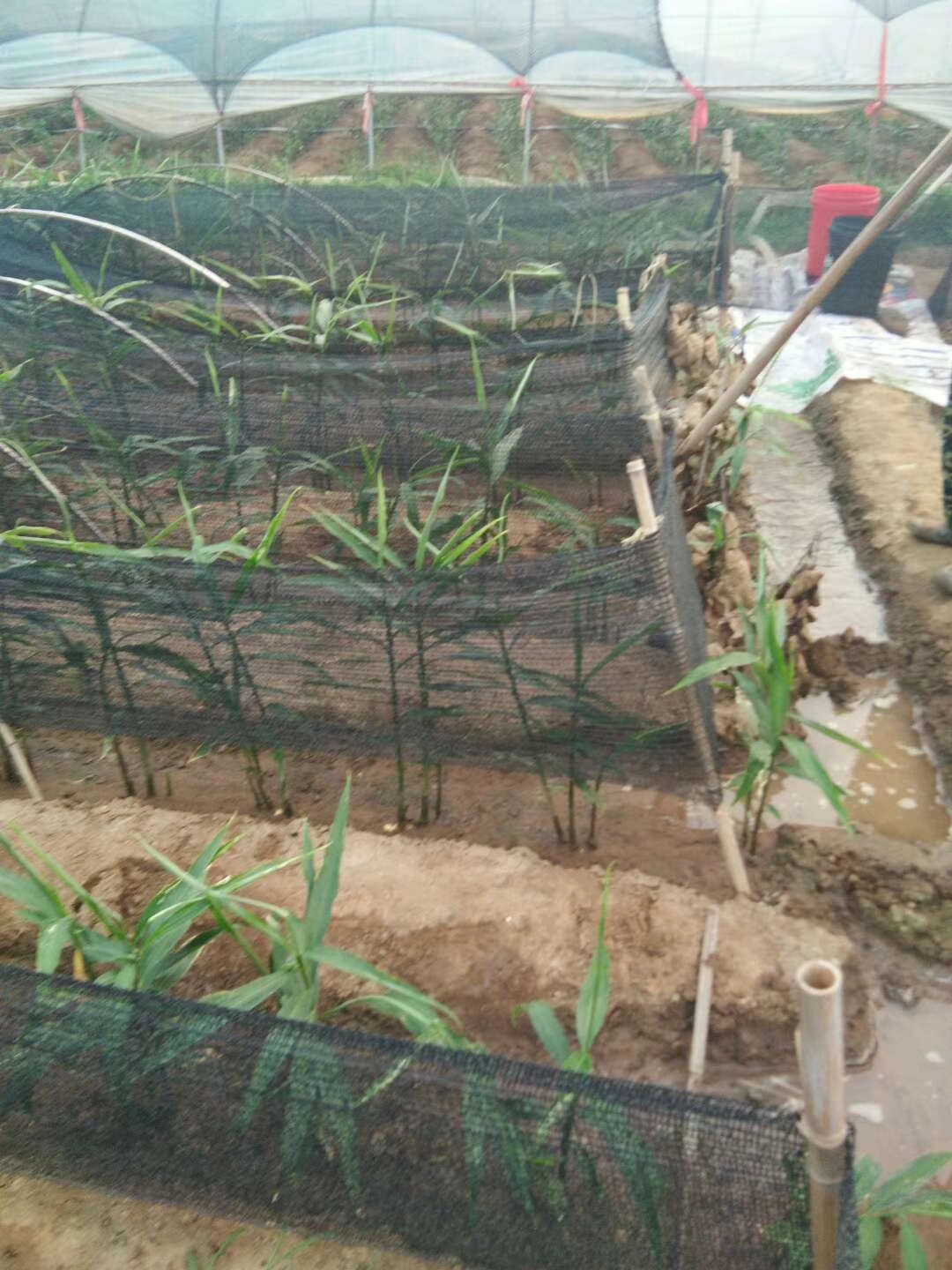 农广天地生姜高产栽培技术,高产栽培生姜亩产量多少斤